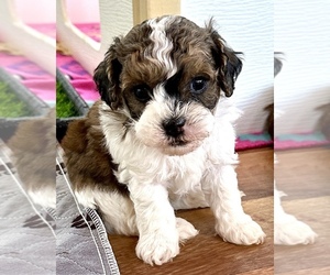 Poodle (Miniature)-Zuchon Mix Puppy for sale in ALGOMA, WI, USA