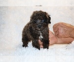 Small #2 Poodle (Toy)