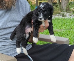 Poodle (Standard)-Sheepadoodle Mix Puppy for sale in SEBRING, FL, USA