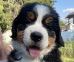 Puppy Rosie Bernese Mountain Dog