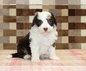 Bernedoodle (Miniature) Puppy for sale in DENVER, PA, USA