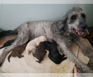 Mother of the Goldendoodle puppies born on 09/02/2023