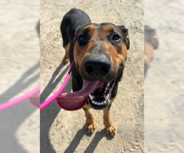 Medium Photo #2 German Shepherd Dog-Unknown Mix Puppy For Sale in Ventura, CA, USA