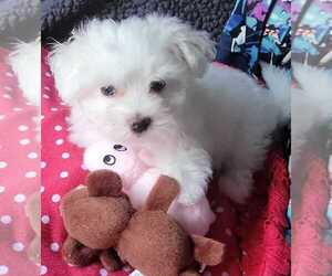 Maltese Puppy for Sale in PISCATAWAY, New Jersey USA