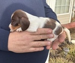 Small #4 Dachshund