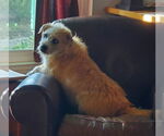 Small #1 Norfolk Terrier Mix