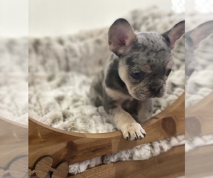 French Bulldog Puppy for sale in DIX HILLS, NY, USA