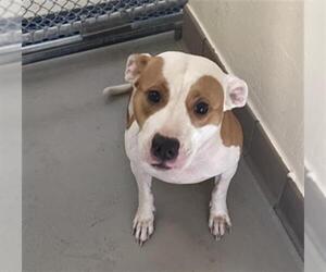 Mutt Dogs for adoption in Sanford, FL, USA