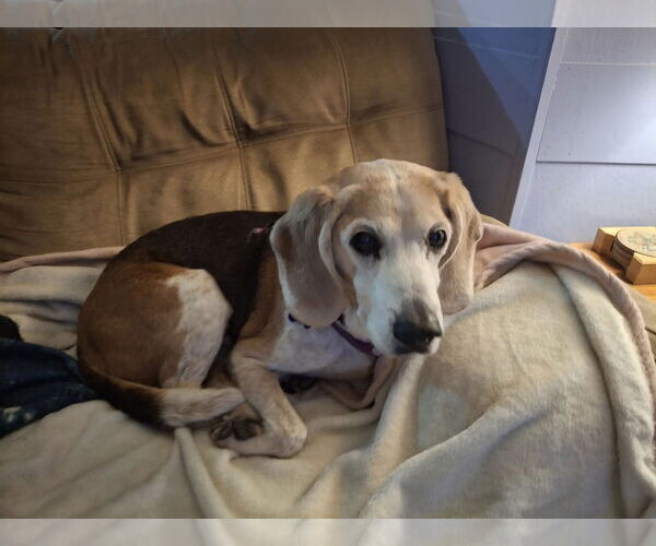 Medium Photo #4 Beagle Puppy For Sale in Coldwater, MI, USA