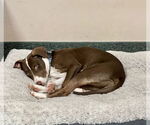 Small #2 Coonhound-Plott Hound Mix