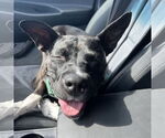 Small #19 American Pit Bull Terrier Mix