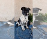 Puppy 7 Australian Cattle Dog-Rat Terrier Mix