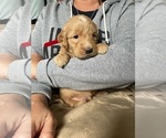 Small Photo #5 Goldendoodle (Miniature) Puppy For Sale in ALBION, NJ, USA
