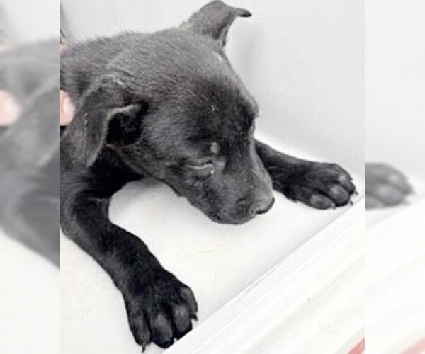 Medium Photo #3 German Shepherd Dog-Unknown Mix Puppy For Sale in Houston, TX, USA