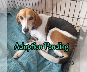 Beagle-Unknown Mix Dogs for adoption in Dunnellon, FL, USA