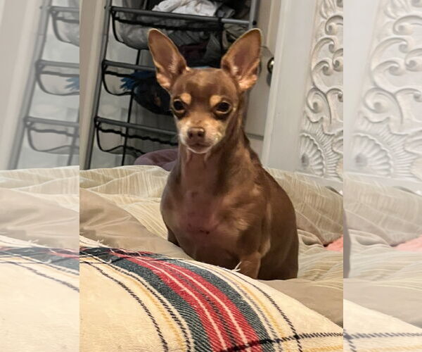 Medium Photo #1 Chihuahua Puppy For Sale in MIDWAY, UT, USA