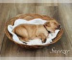 Puppy Snoozer Golden Retriever