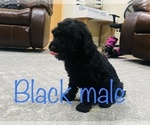 Small Photo #2 Labradoodle Puppy For Sale in AMARILLO, TX, USA