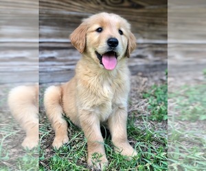Golden Retriever Puppy for sale in ORLANDO, FL, USA