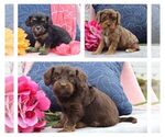 Image preview for Ad Listing. Nickname: Litter of 5