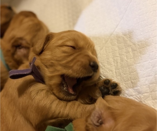 Medium Photo #17 Golden Retriever Puppy For Sale in SACRAMENTO, CA, USA