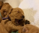 Small #16 Golden Retriever