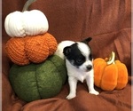 Gabe - Male Chihuahua Puppy for Sale - Photo #10