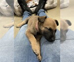 Small #1 Mutt