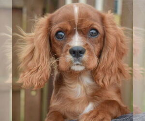 Cavalier King Charles Spaniel Dogs for adoption in Huntley, IL, USA