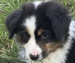 Small #15 Miniature American Shepherd