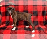 Small Photo #3 Boxer Puppy For Sale in CHILHOWEE, MO, USA