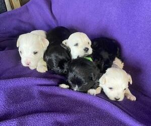 Coton de Tulear Litter for sale in RUBICON, WI, USA