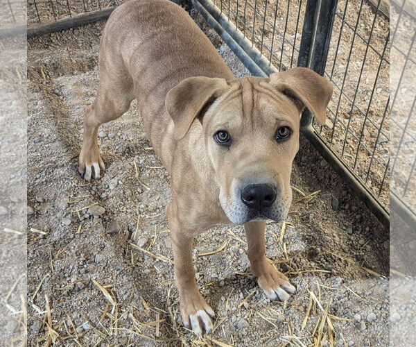 Medium Photo #2 Chinese Shar-Pei-Unknown Mix Puppy For Sale in Golden Valley, AZ, USA