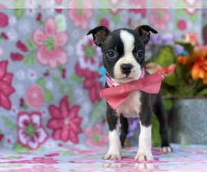 Boston Terrier Puppy for sale in LANCASTER, PA, USA