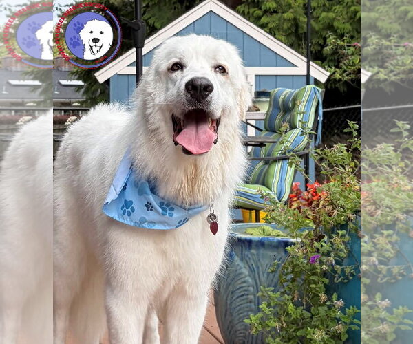 Medium Photo #5 Great Pyrenees Puppy For Sale in Spring, TX, USA