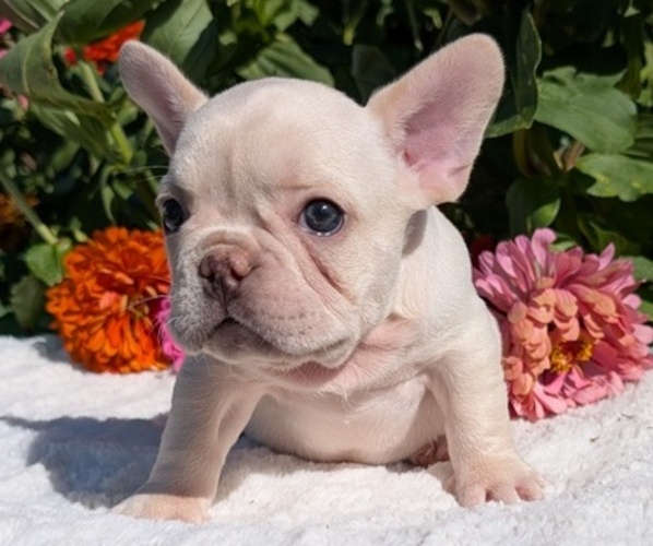 Medium Photo #6 French Bulldog Puppy For Sale in GOSHEN, IN, USA