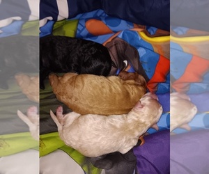 Pom-A-Poo-Shih-Poo Mix Puppy for sale in IRONDEQUOIT, NY, USA