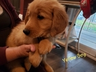 Small Photo #8 Golden Retriever Puppy For Sale in FRESNO, CA, USA