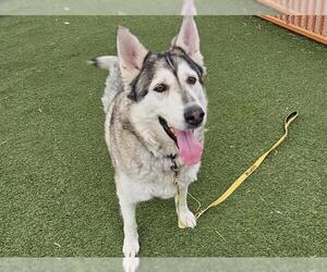 Alaskan Malamute-Unknown Mix Dogs for adoption in Las Vegas, NV, USA