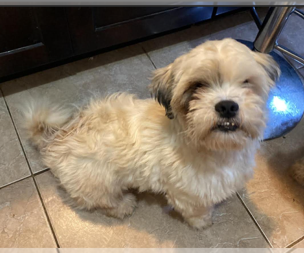 Medium Photo #2 Lhasa Apso-Unknown Mix Puppy For Sale in Cranston, RI, USA