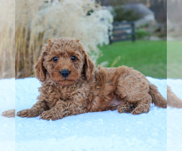 Medium Photo #4 Goldendoodle-Poodle (Miniature) Mix Puppy For Sale in NARVON, PA, USA