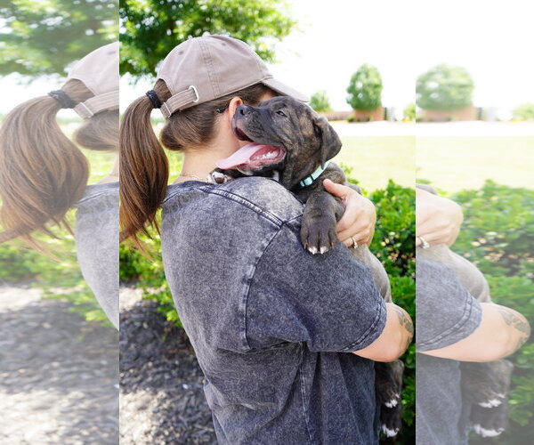 Medium Photo #7 American Staffordshire Terrier-Boxer Mix Puppy For Sale in Holly Springs, NC, USA