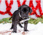 Small Photo #13 Great Dane Puppy For Sale in WAKARUSA, IN, USA