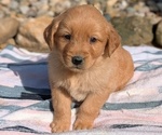 Puppy 4 Golden Retriever