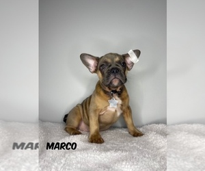 French Bulldog Puppy for sale in FORT LAUDERDALE, FL, USA