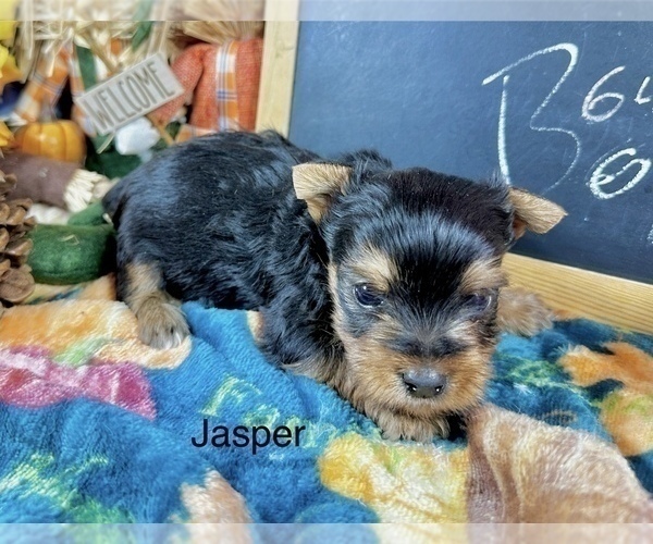 Medium Photo #8 Yorkshire Terrier Puppy For Sale in CASSVILLE, MO, USA