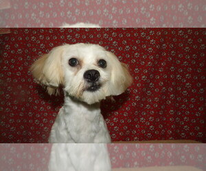 Mal-Shi Puppy for sale in PATERSON, NJ, USA