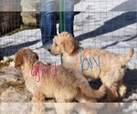 Small Photo #11 Goldendoodle Puppy For Sale in LAPEER, MI, USA