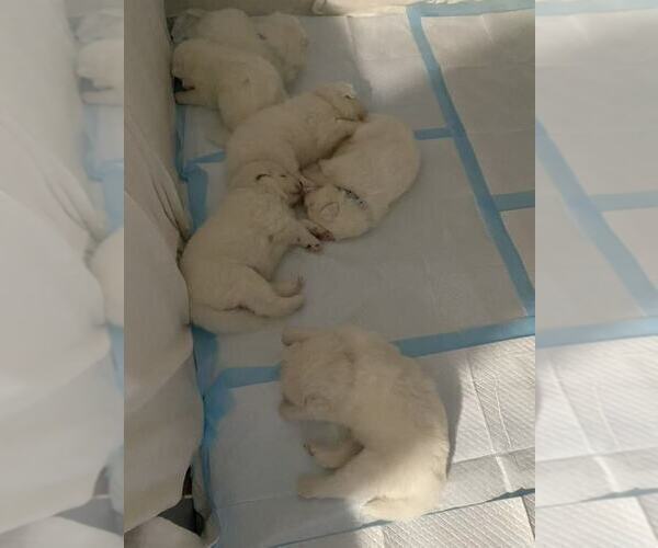 Medium Photo #5 Samoyed Puppy For Sale in DALY CITY, CA, USA