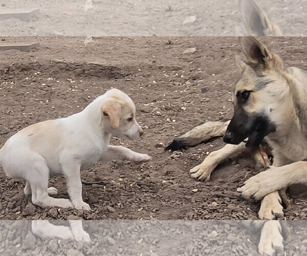 Medium Photo #7 Jack Russell Terrier-Unknown Mix Puppy For Sale in Peralta, NM, USA